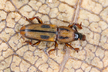A beetle (snout beetles or true weevils, Curculionidae, Cossoninae)  observed under the bark of a tree on the island of Mauritius.