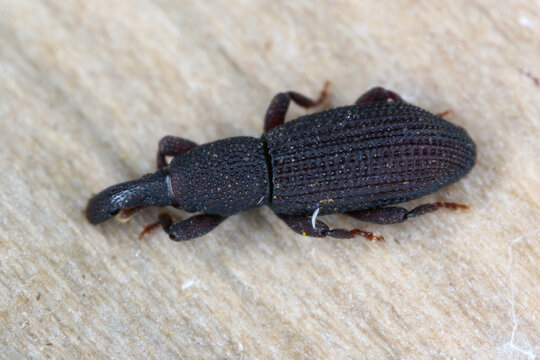 A beetle (snout beetles or true weevils, Curculionidae, Cossoninae, Dryotribus)  observed under the bark of a tree on the island of Mauritius. 