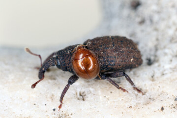 Beetles, a weevil (Curculionidae) and another observed on the island of Mauritius in mulch under...