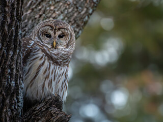 Barred Owl camouflaged in tree