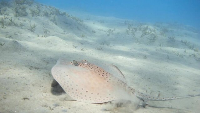 Honeycomb stingray fish swimming in the sea, 8x slow motion