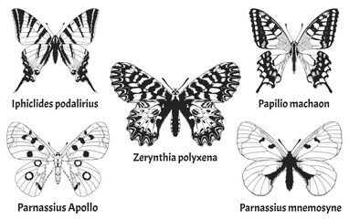A set of Butterflies found in europe, Parnassius apollo, Parnassius mnemosyne, Papilio machaon, 	Iphiclides podalirius, Zerynthia polyxena