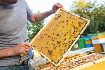 Honey bee frame from a hive with collony collapse disorder. Frame covered with bees.