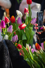 Every third Saturday in January is National Tulip Day in the Netherlands. On this day about 200,000...