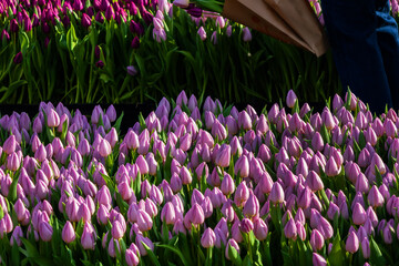 Every third Saturday in January is National Tulip Day in the Netherlands. On this day about 200,000...