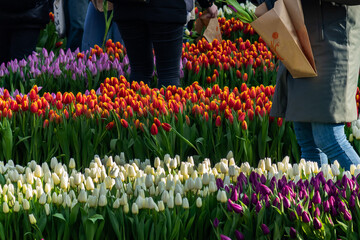 Every third Saturday in January is National Tulip Day in the Netherlands. On this day about 200,000 fresh flowers are brought and distributed to everyone. Amsterdam, The Netherland.