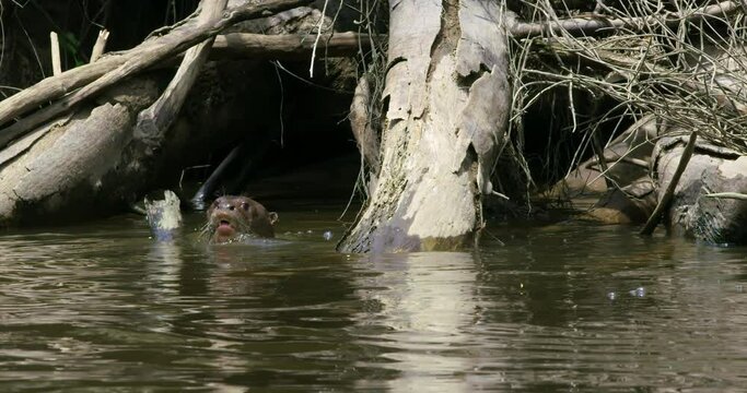 Gaint Otter swimming inside the pure river inside the national park.