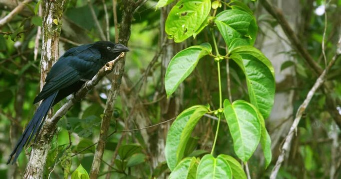Closer shot of a Greater Ani bird perching on a small twig.