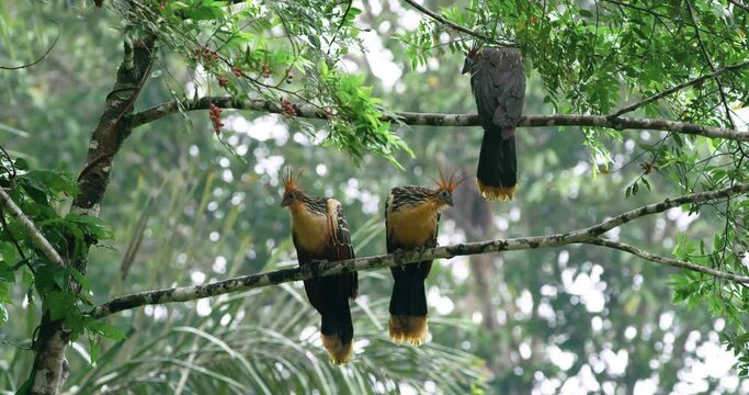 Footage showing three Hoatzin birds on a tree branches.