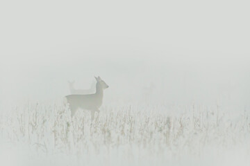 A deer in the fog