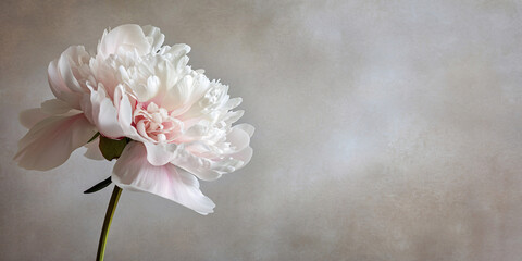 Fototapeta na wymiar Single peony flower in full bloom. Macro shot with soft background for a natural and floral concept. Design for wedding invitations, beauty product advertising, or springtime decor 