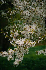 Blooming tree at dusk in the park.