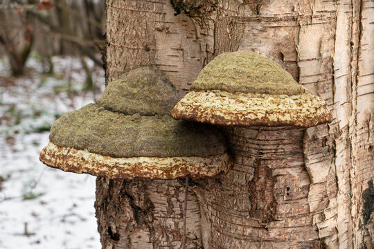 Fruiting bodies of Tinder fungus on the bark of a Birch