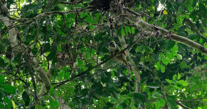 Squirrel Monkey is spotted on a high tree branch.