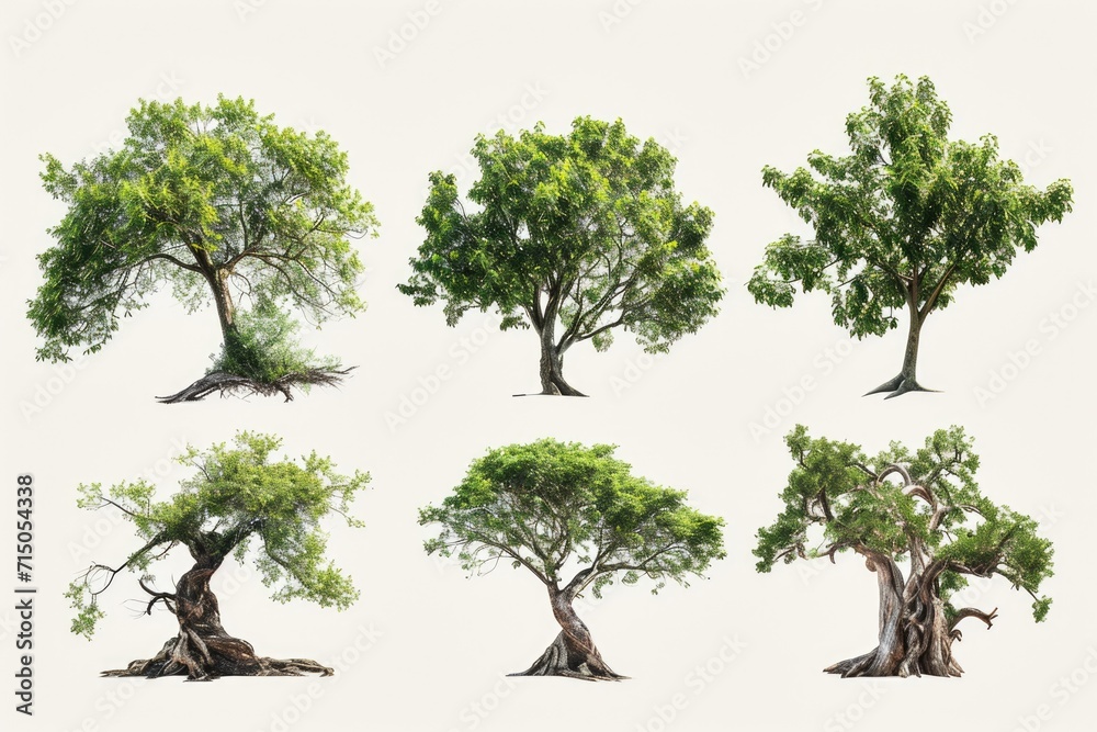 Aufkleber A collection of four distinct tree species. Versatile and suitable for various applications