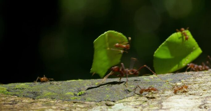 Group of Ants gripping their food in a close up shot. 