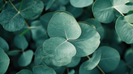 Fototapeta premium A close-up view of a leafy plant with vibrant green leaves. Perfect for nature enthusiasts or as a background image for environmental themes