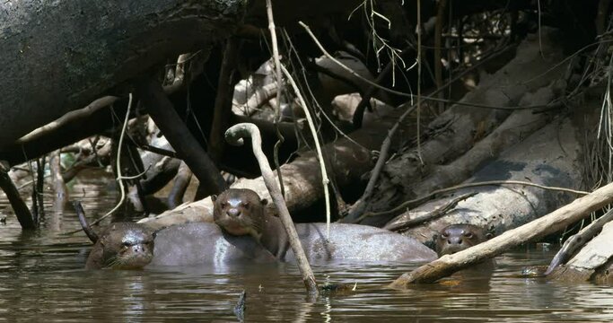 Three of the Giant Otters enjoying this warm day under the sunlight. 