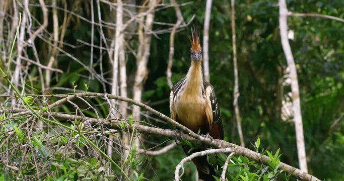Shining brownish bird poses on a tree branch in the biosphere reserve.