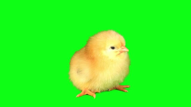 chick on a green background screen