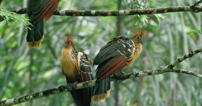 Picturesque sight of three Hoatzins gathered closely on a tree branch.