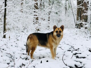 Selective focus of German shepherd dog in the forest during winter