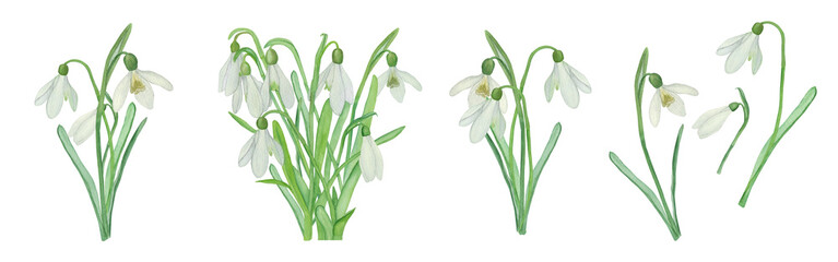 Set of Flowers. Hand drawn watercolour snowdrops