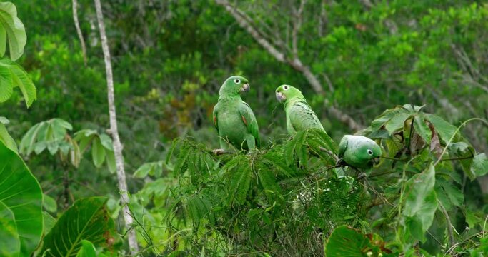 Steady shot displays three mealy parrots perched on a tree branch.