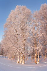 Winter landscape with a birch tree in the museum "Malye Korely"