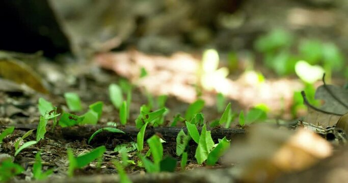 Leaf Cutter Ants walking across the Yasuni National Park forest floor.