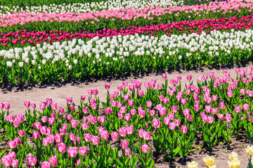 Beautiful multicolored tulips in a flower park  at spring
