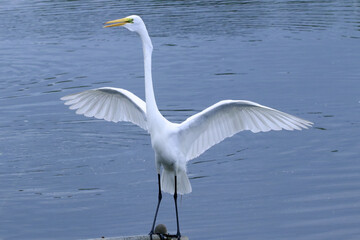 A distribuição de peixes na lagoa de Guaratiba proporciona um verdadeiro espetáculo de beleza e técnica de pesca das Garças 
