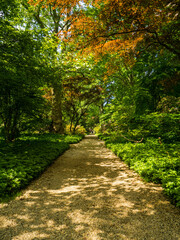 Fototapeta na wymiar Vertical View of tree lined path with autumn colors at Oyster Bay Planting Fields Long Island