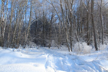 Winter landscape - Snow-covered road in the forest on a sunny day