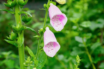 Digitalis. A pink flower. A greeting card. Beauty is in nature