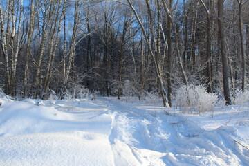 Fototapeta premium Winter landscape - Snow-covered road in the forest on a sunny day