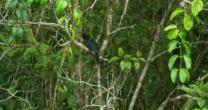 Greater Ani between twisted tree branches.