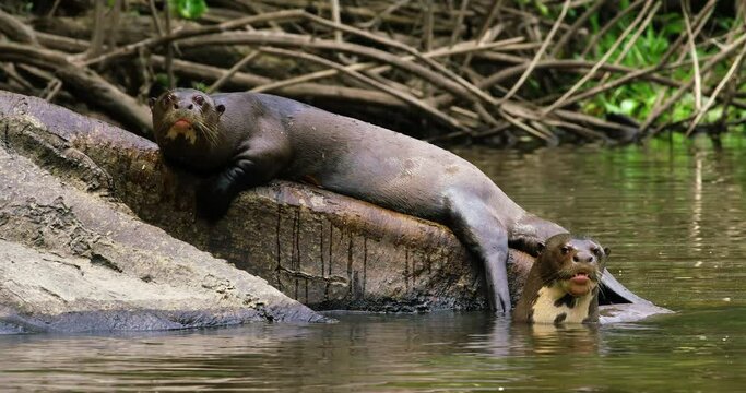 Glance appears two Giant Otters spending relaxing time among nature.