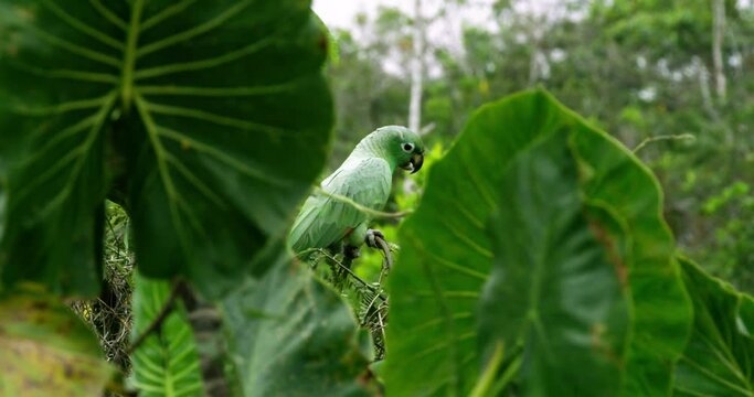 Parrot surrounded by green leaves and trees.
