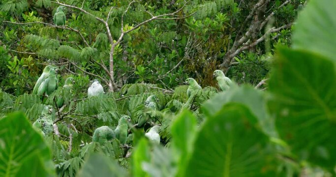 Serenad natural beautiful scene full of Parrots and green nature.