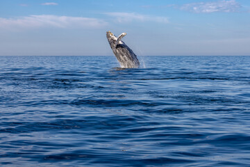 humpback whale breaching, Puerto Vallarta