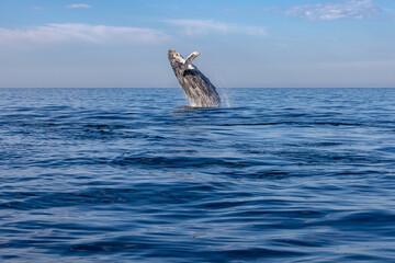 Fototapeta premium humpback whale breaching, Puerto Vallarta