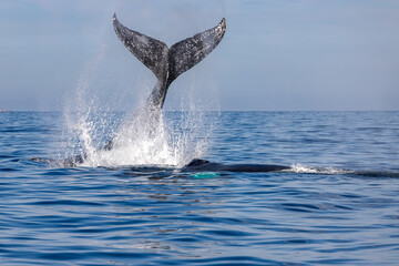 humpback whale, Puerto Vallarta, Mexico