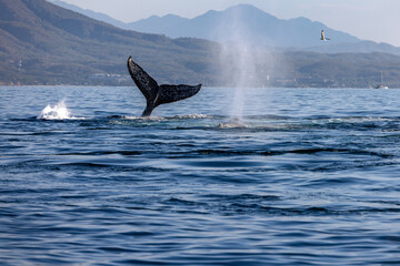 humpback whale, Puerto Vallarta, Mexico