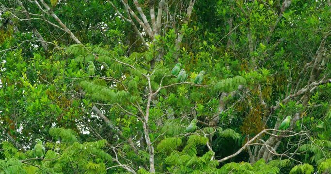 Overview of Parrots among the trees of the jungle.