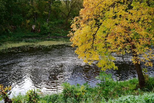 Autumn tree near the river.