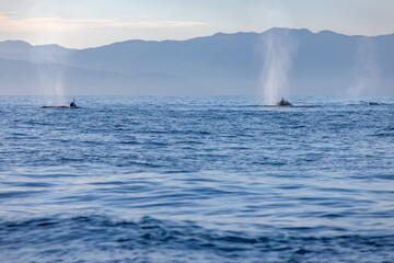 humpback whales, Puerto Vallarta, Mexico
