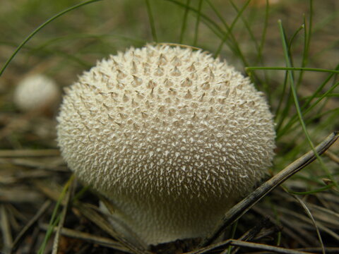 Young puffball mushroom on a background of green grass.