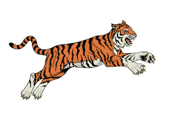 Tiger jumping, isolated on the white background. Color vector illustration.