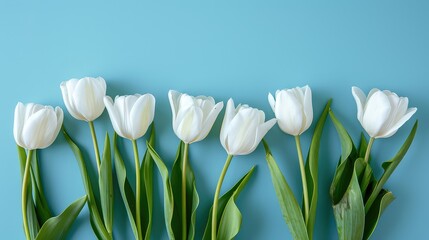 Floral tranquility: white tulips on blue pastels. Place for text. greeting card
